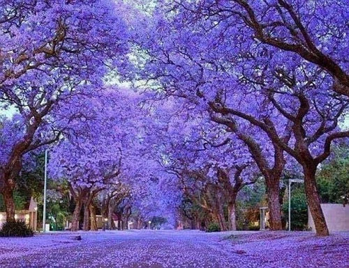 Paulownia tomentosa, Empress Tree, Foxglove Tree - 50 to 1000