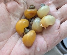 3 3 Mixed Ivory And Gold Mystery Snails