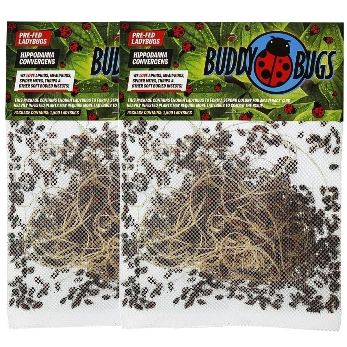 Buddy Bugs 3000 Pre-Fed Live Ladybugs for Garden | Guaranteed Live