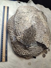 20lb!! Massive Full Coral Petoskey Stone 12"x10" Raw Michigan Fossil Great Color