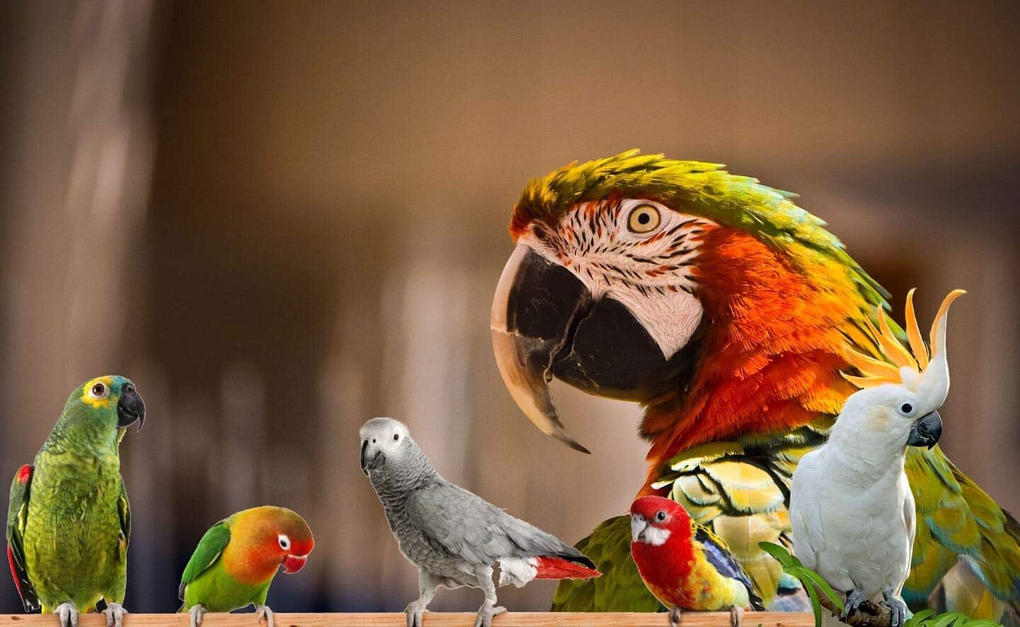 Bird Street Bistro Parrot Food Non-GMO Fruits, Vegetables, & Health Orientated