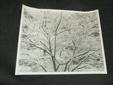 1980s Vintage E.D. Barnes Lehigh Valley Pro Photo #502 Fresh Snow Tree limbs
