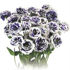 Lisianthus Seeds Lisianthus Celeb 2 Turn Blue 25 Pelleted Seeds