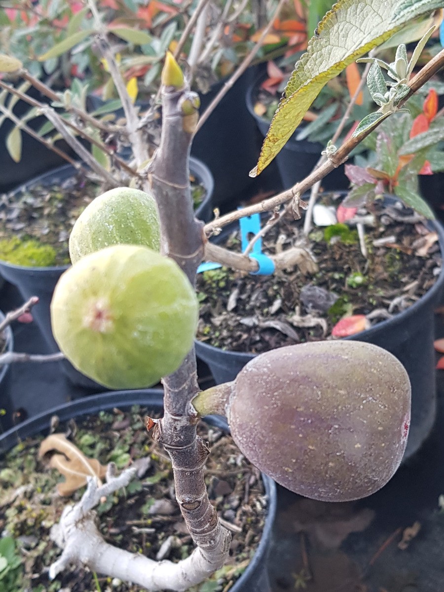 Figuier Rouge de Sologne Ficus carica pour végétaliser une terrasse ensoleillée