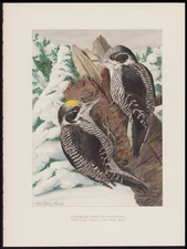 1904 Fuertes Original Antique Bird Print White-Backed Three-Toed Woodpecker