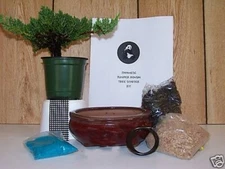  Juniper Bonsai Tree starter kit with Live tree 