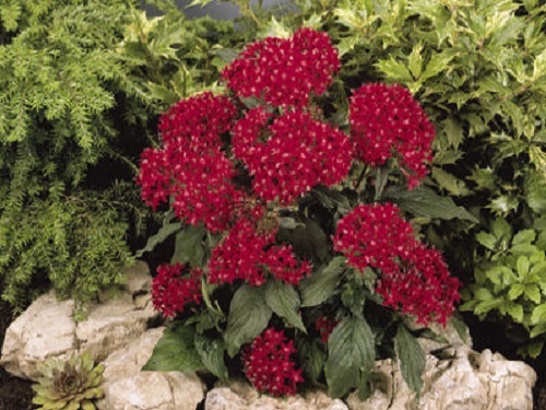 flowering plant fertilizer Seedlingers Flower Food | Boost Blooms & Enhance Root Growth