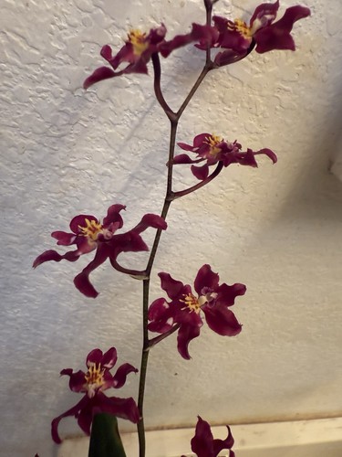 ORCHID PLANT One Surprise Orchid Division Bare Root No Pot Or Tag - Picture 13 of 19