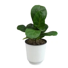 Decorative Fiddle-Leaf Fig (Ficus Lyrata) Houseplant Indoor Plant Gift in 4.25 I
