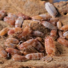 15ct Porcellio scaber Orange Koi Isopod Bioactive Feeder Cleanup Crew