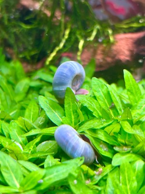 #ad 20 Blue 5 Pink Ramshorn Snails Free Floating Plants $12.99