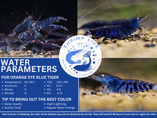 ShrimpLive 10 1 ORANGE EYE BLUE TIGER Freshwater Shrimps Live Guarantee.