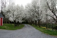 Bradford Pear, (Callery Pear), Pyrus calleryana, Tree Seeds (Fast, Fall Colors)