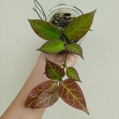 Hoya Sunrise Exotic Foliage Rare Unique