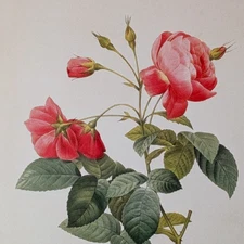 P J Redouté BOURSAULT ROSES Botanical Flower Art Book Plate Illustration 183