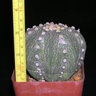 Picture 2 of 4