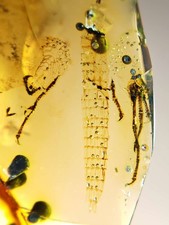 lizard claws tail in Burmite Myanmar Amber insect fossil dinosaur age