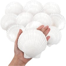 Natural White Scallop Shells 10PCS, 4''-5'' for Themed Parties Crafts