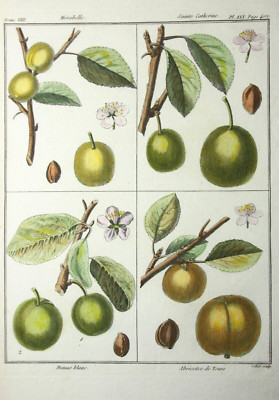 Mirabelle Damas blanc, altkol. Kupferstich aus Rozier ''Cours d'agriculture'' 1789