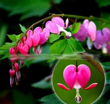 10 Love Valentine Flowers Lamprocapnos Spectabilis Asian Bleeding Heart seeds