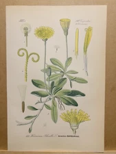 1886 ANTIQUE LITHOGRAPH ILLUSTRATION BOTANY FLOWER FLORA NATURE DECOR PICTURE...