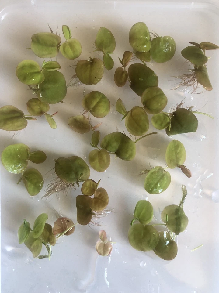 20 Red Root Floater Live Aquarium Plant Fish Pond Goldfish FREE EXPRESS POST - image 4 of 4