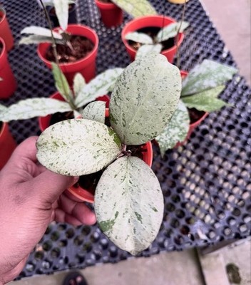 Hoya Michelle Silver Tropical Indor Outdor Wax Plant