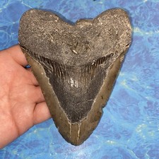MEGALODON SHARK TOOTH 5.70 HUGE TEETH MEG SCUBA DIVER DIRECT FOSSIL NC 2779