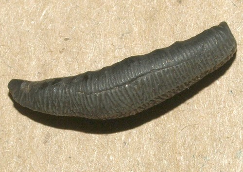 Polyacrodus illingworthi, Hybodontid Shark tooth Cretaceous of Tamov reg. Russia - Picture 15 of 18