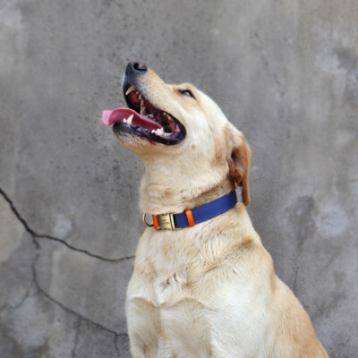 THAIN Personalisiertes Hundehalsband – Reflektierend, Mit Gravur, Weichem Nylon & Verstellbar (Größe L)