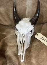 Nilgai Skull  antelope, nice skull.