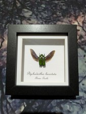 A2 Flower Beetle (Ptychodesthes bicostata) Entomology Shadow Box Frame Taxidermy