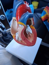 Modello anatomico di cuore umano su supporto, sezioni numerate, medico educativo