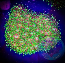 SAF~Neon Green Galaxia  Coral Frag WYSIWYG”, SPS, Live Coral Colony, Acro, Monti