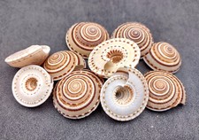 Perspective Sundial Seashells (10 shells approx. 1+ inches) Clear Sundial Shells