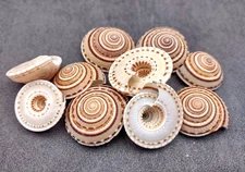 Perspective Sundial Seashells (10 shells approx. 1+ inches) Clear Sundial Shells