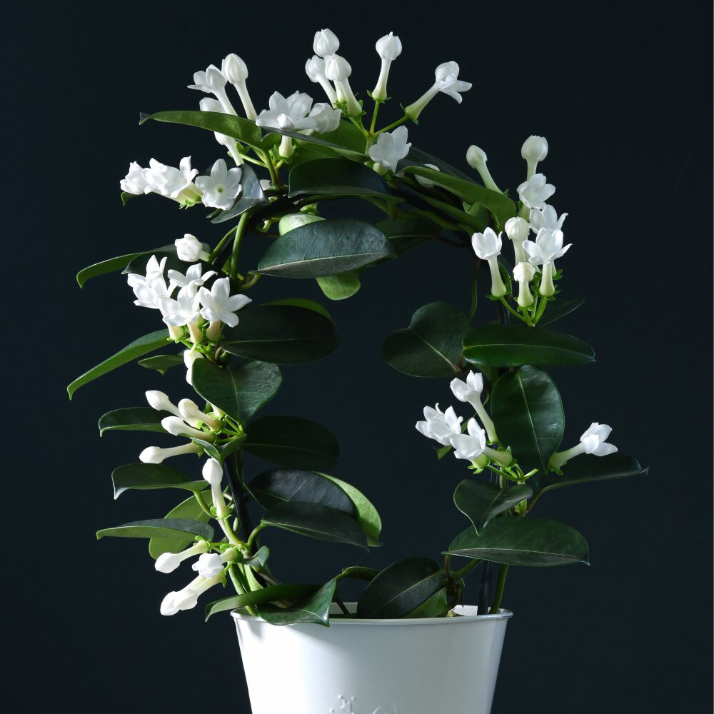 Jasmine on a Hoop Scented Houseplant White Blooms 11cm Potted Plant By