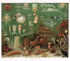 Marine Fauna  Illustration  1897 Eel Jellyfish Fish Starfish Ocean Life