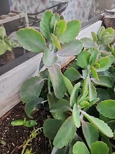 succulents live plants