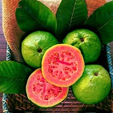 20 Lemon Apple Pink Guava Tree Fruit Seeds ‘Ruby Supreme’ Plant Psidium guajava