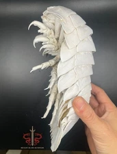 Museum-Quality real Bathynomus giganteus specimen ,rare taxidermy, 25cm/9.8"