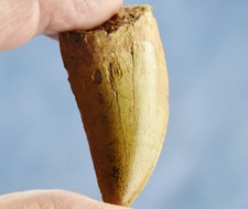 Large Carcharodontosaurus African T-rex Tooth 2.4