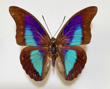 Prepona for collectors | Prepona werneri, brooksiana females