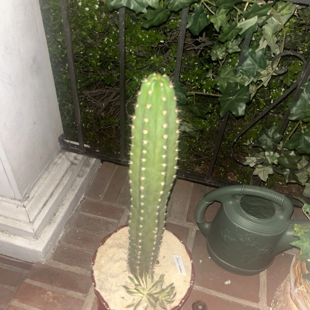 San Pedro Cactus Cactis&Succulents for sale | eBay