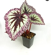 Rex Begonia Live Fireworks Hybrid Tropical Indoor Unusual Plant In 2.5'' Pot
