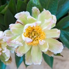 Easy to Grow Peony - Green Lotus Plant Root Division