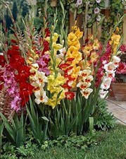 50 - GLADIOLUS MIXTURE Flower Bulbs PERENNIAL BLOOMS Great Colors U S SELLER