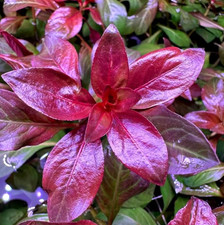 Ludwigia 'Dark Red'   14 Stems   Live Aquarium  Pond Plant for Aquascaping