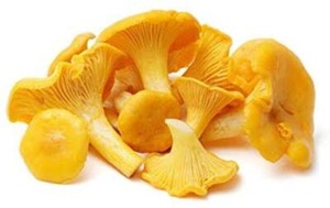 Chanterelle Mushroom Spores in Sawdust Bag Garden Grow Kit Makes 5 gal Free Ship