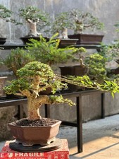 Real Picture Bonsai Premna Mame  Premna Microphylla  Bonsai Premna  Bonsai